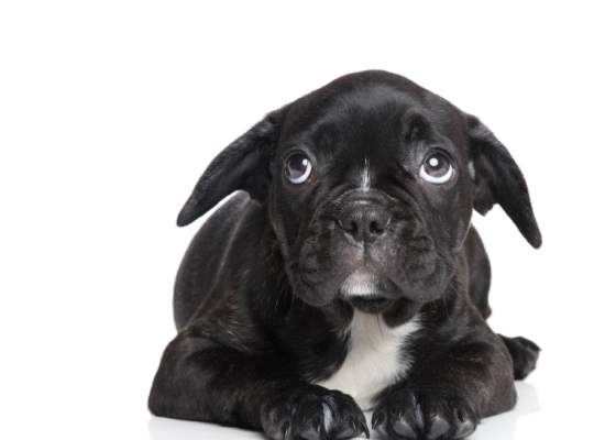 Suntheanine helps with pets’ anxieties as well Suntheanine