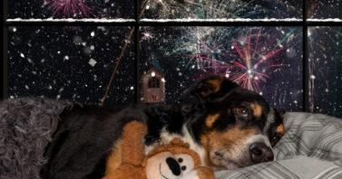 Suntheanine for dogs afraid of fireworks
