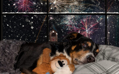 Suntheanine for dogs afraid of fireworks