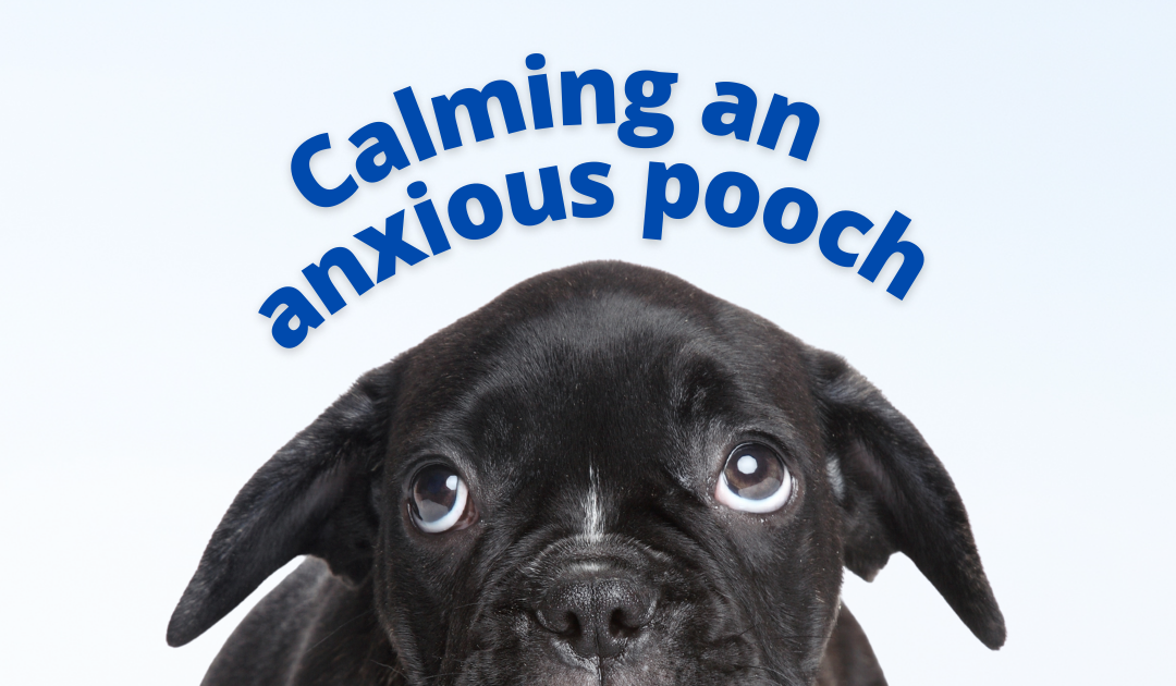 Calming an anxious pooch