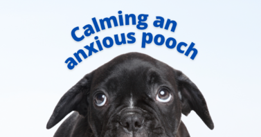 Calming an anxious pooch