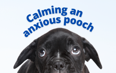 Calming an anxious pooch