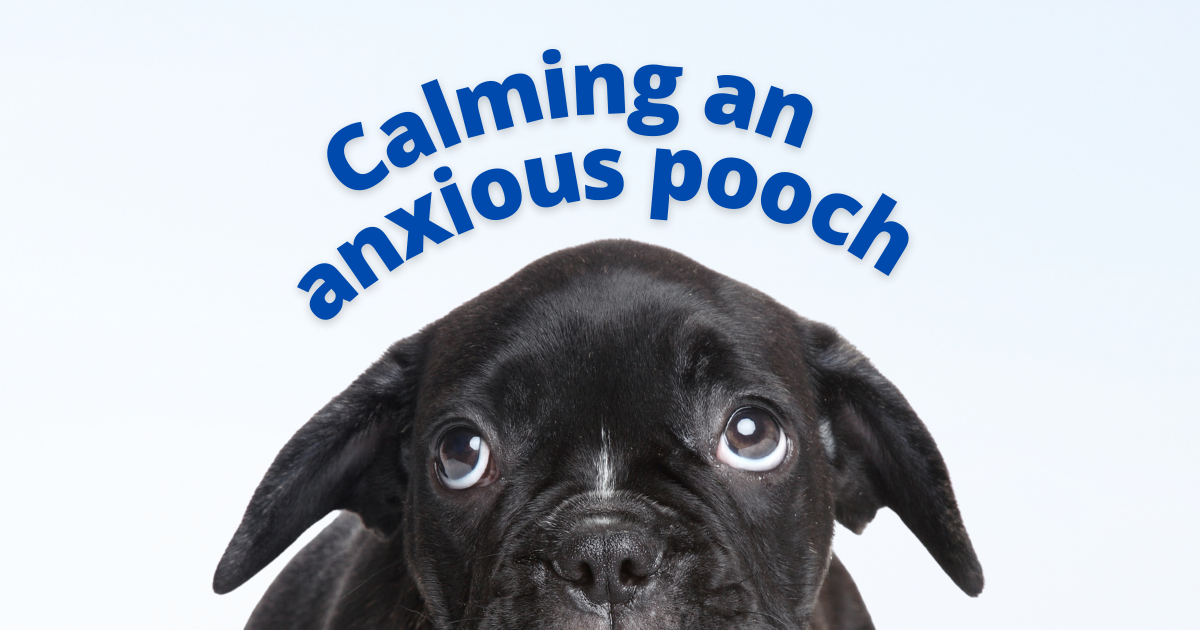 Calming an anxious dog