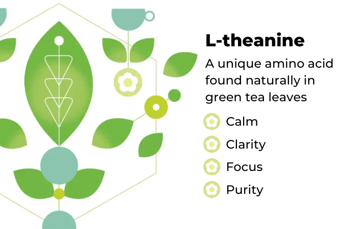L-Theanine for Sleeping Explanation